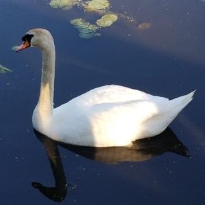 Meet your Posher, Carmella